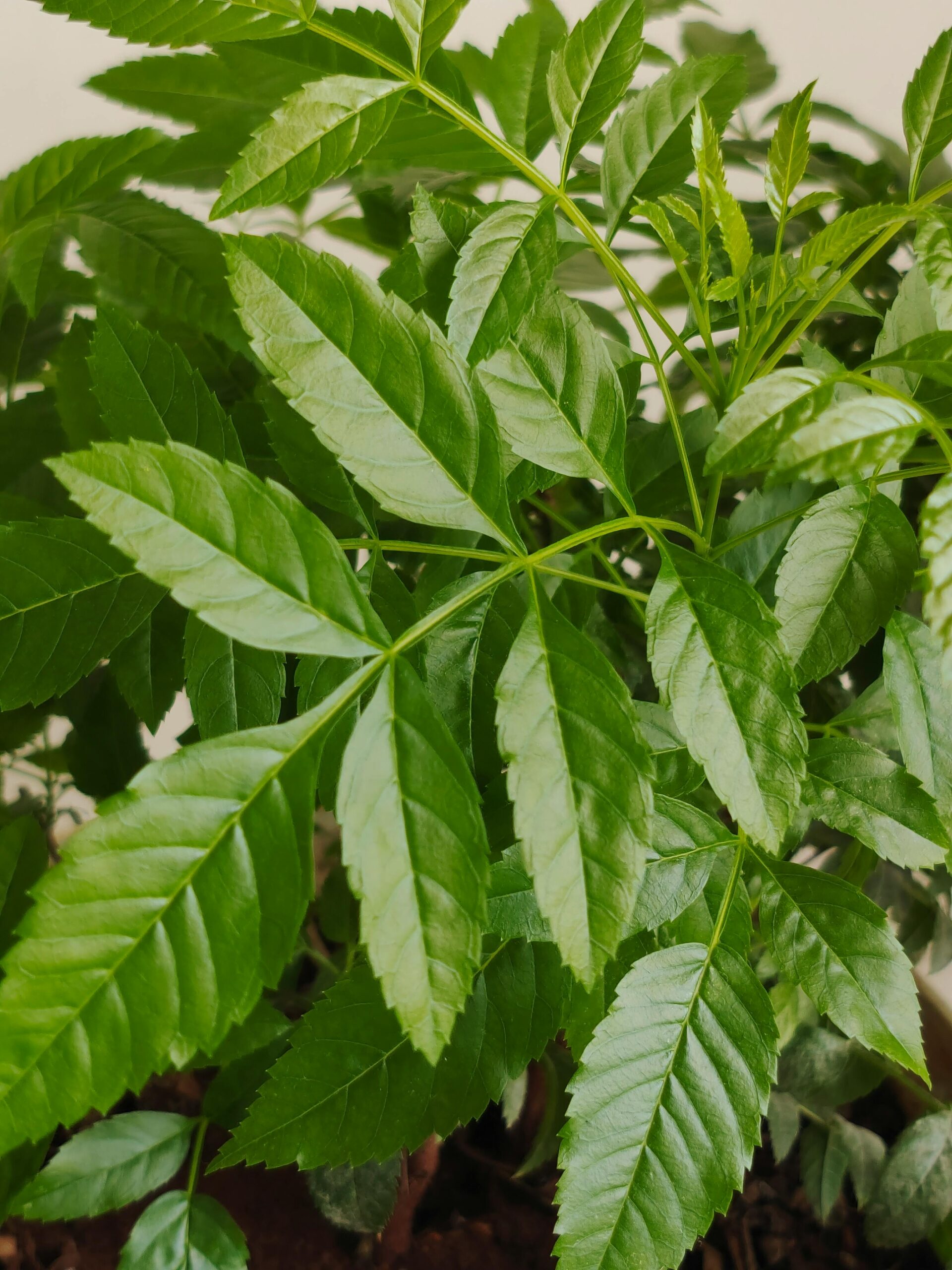 Detailed close-up of lush green neem leaves with vibrant textures, shot in Hyderabad, India.