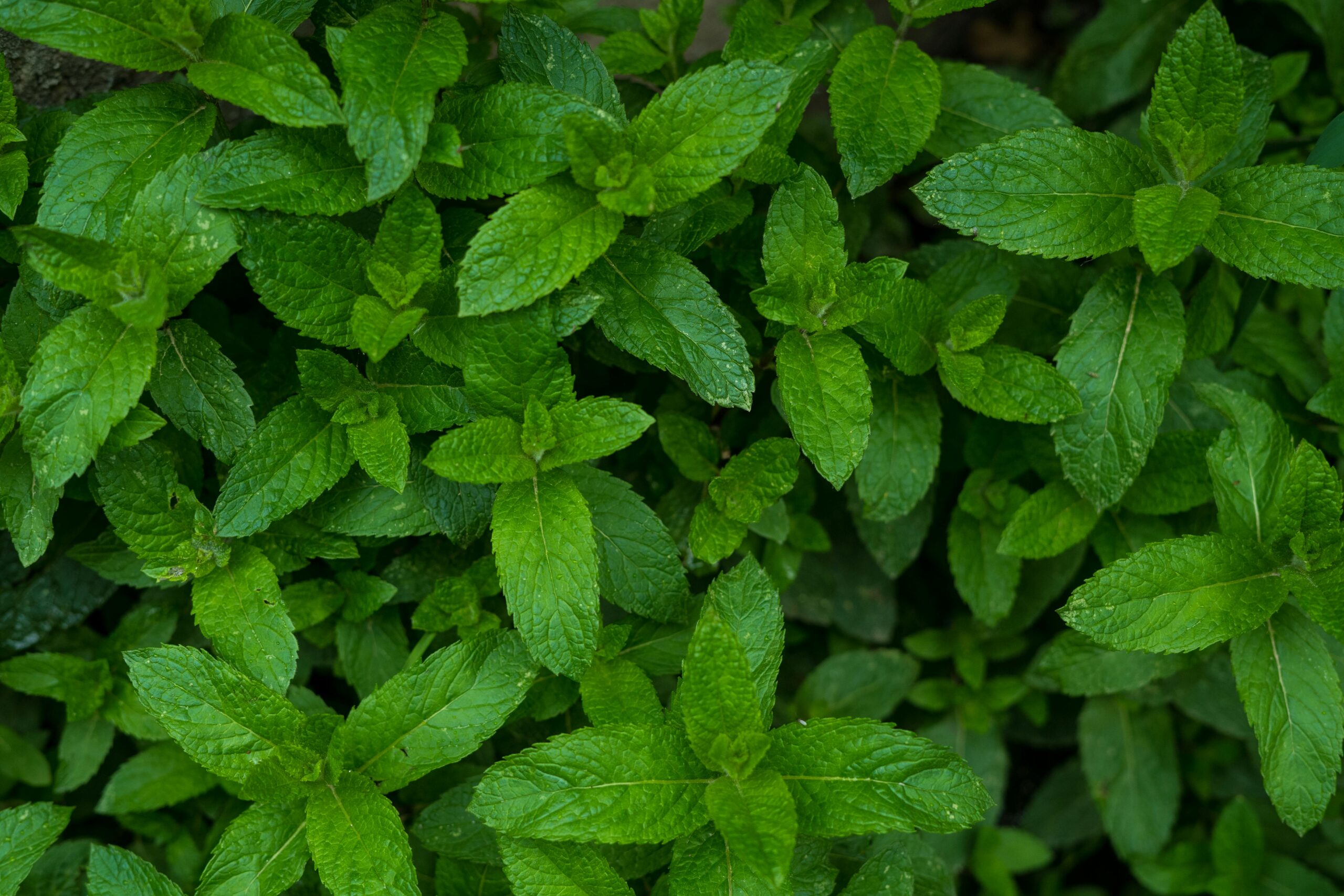 Top view of lush green mint leaves in a garden, perfect for nature and herb-themed projects.