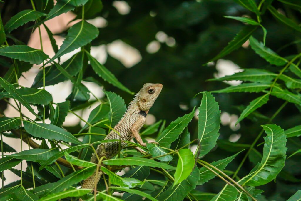 Current image: A chameleon expertly camouflaged among lush green neem leaves in a natural environment.