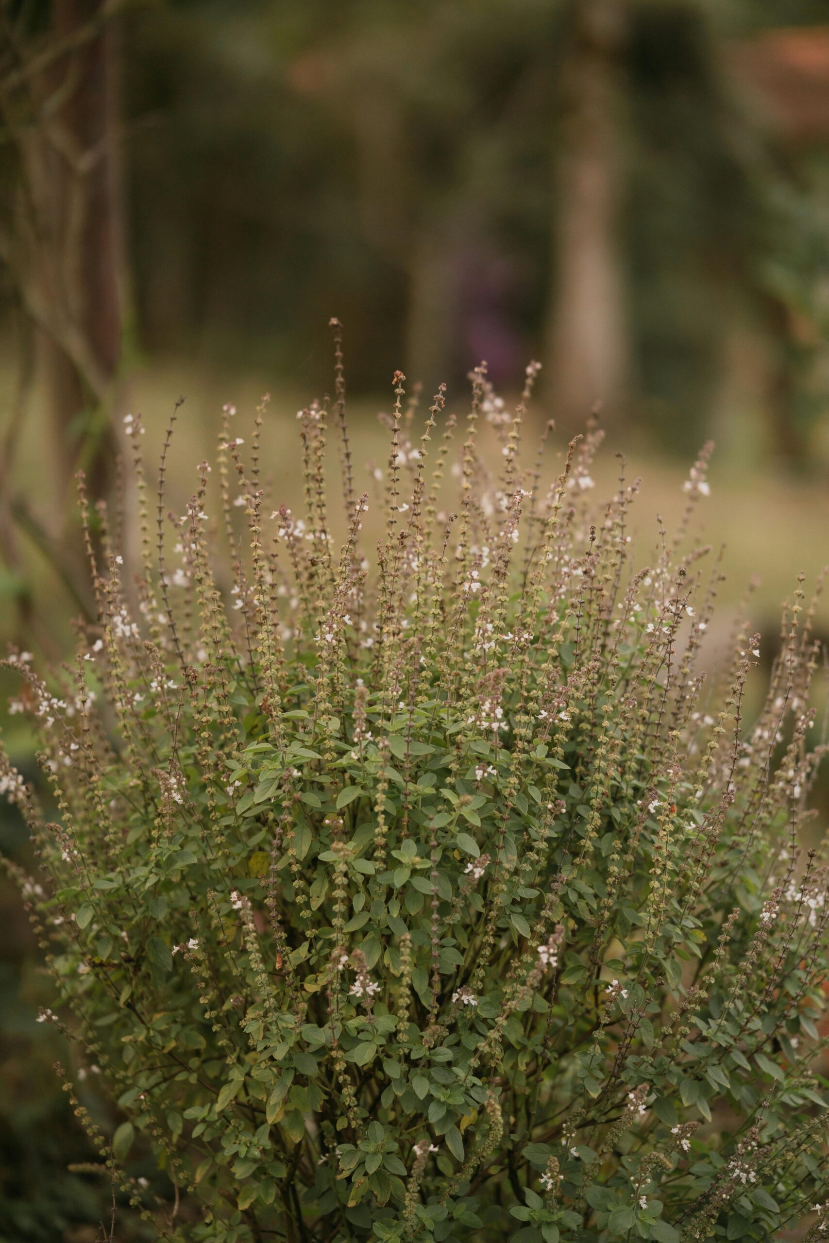 A vibrant tulsi plant with small flowers in an outdoor garden, showcasing natural greenery and tranquility.