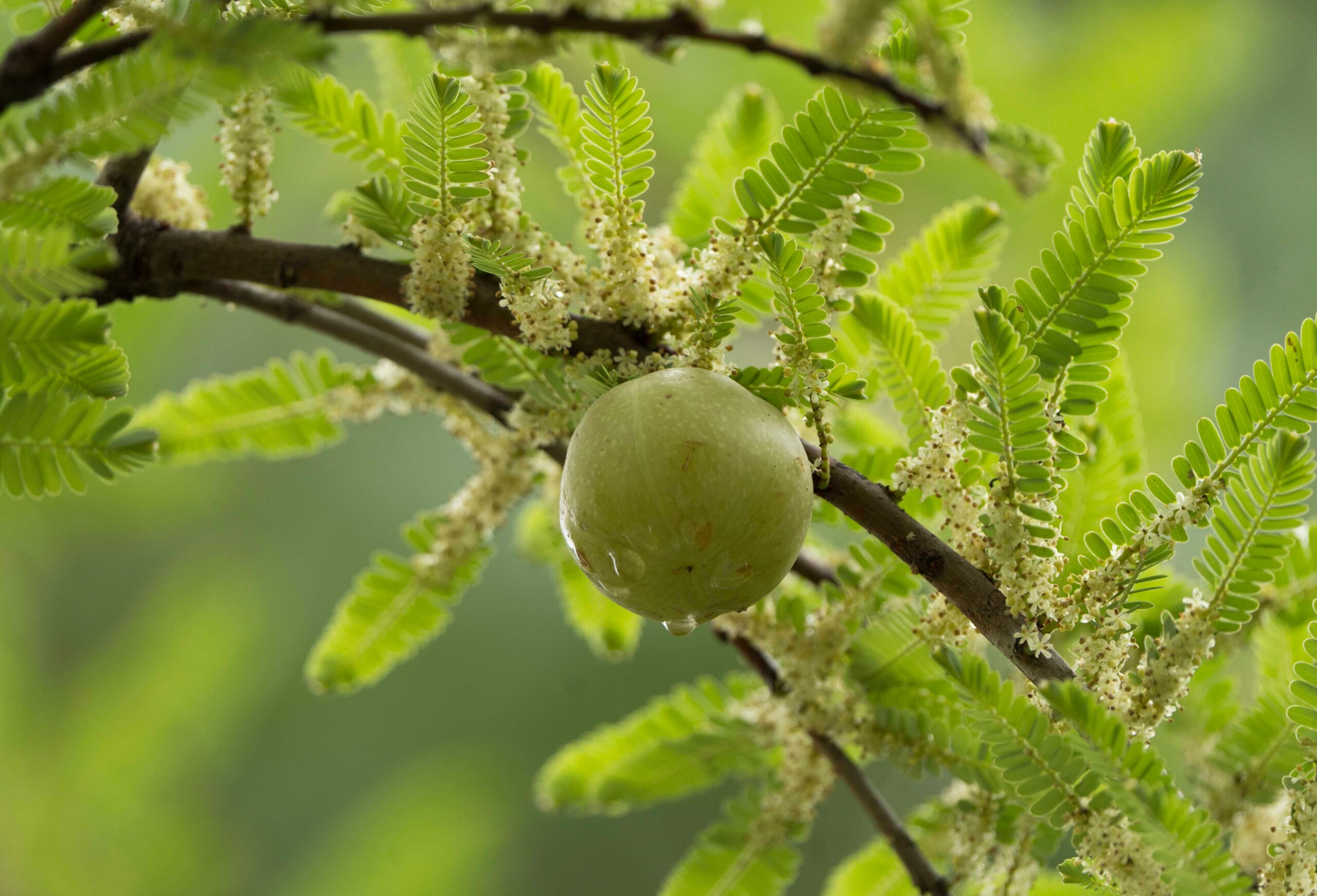 Detailed image of a fresh amla fruit on a branch surrounded by green leaves.
