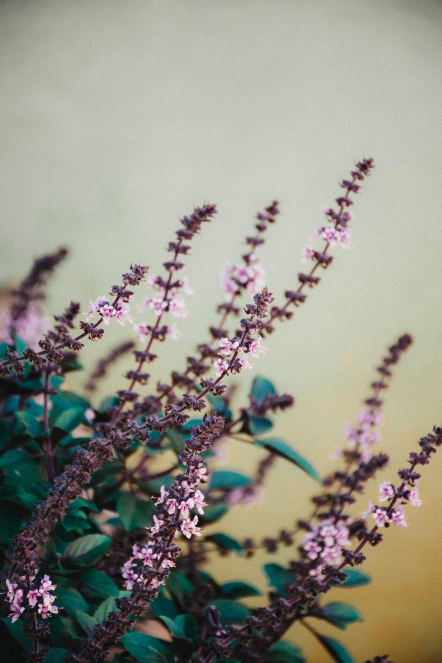 Close-up of pink flowers with green leaves on a pastel background, capturing natural beauty.